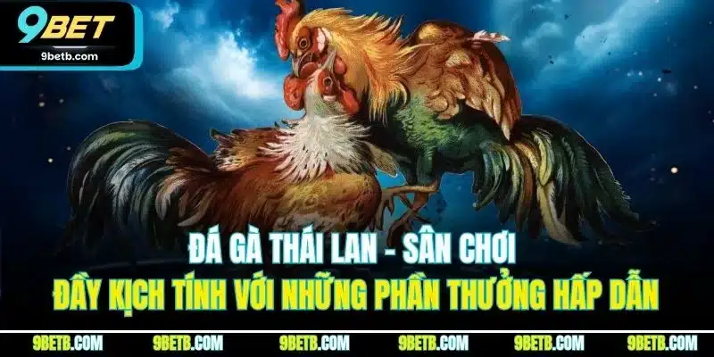 Đá gà Thái Lan - Sân chơi đầy kịch tính với những phần thưởng hấp dẫn