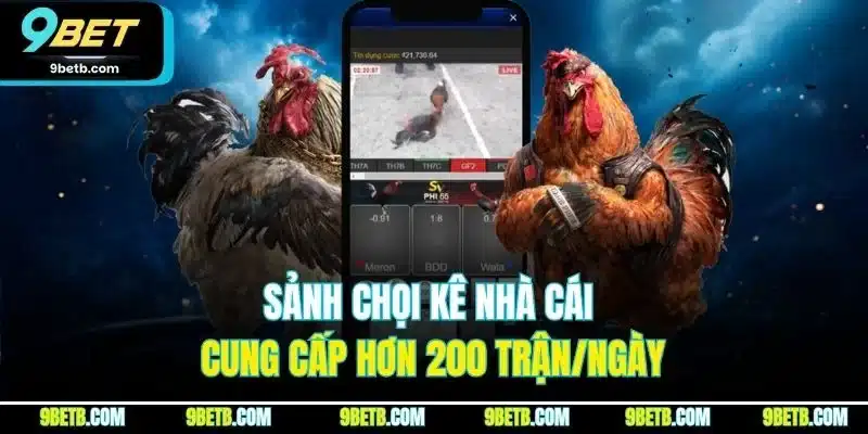 Sảnh chọi kê nhà cái cung cấp hơn 200 trận/ngày